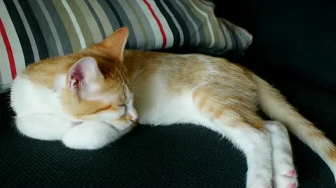 Kitten sleeping on couch Stock Footage 11335593