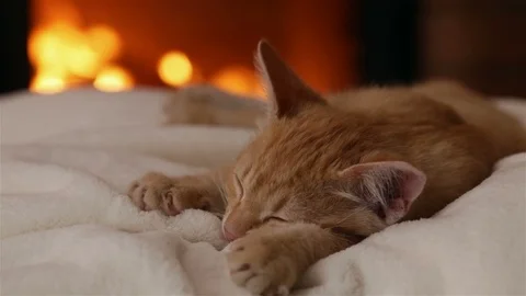 Kitten sleeping at the fireplace - closeup Stock Footage 99908761