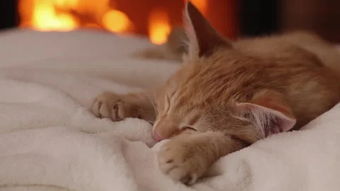 Kitten sleeping at the fireplace in the evening Stock Footage 143024681