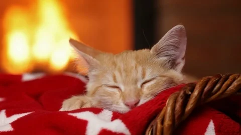 Kitten sleeping at the fireplace on red blanket Stock-Footage 99769641