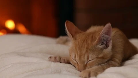 Kitten sleeping at the fireplace with sucking instinct triggered by the blanket Stock Footage 103647874