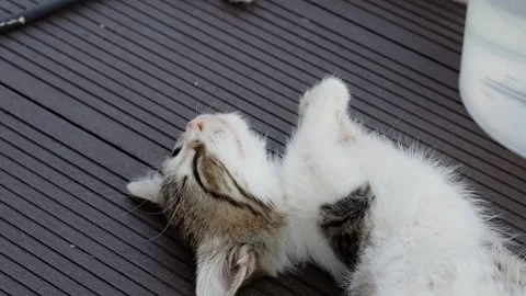 Kitten is sleeping on the floor watching dreams outside at warm summer day Stock Footage 282976327