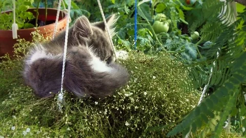 Kitten sleeping Stock Footage 78223246