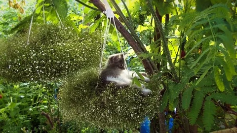 Kitten sleeping Stock-Footage 78223321