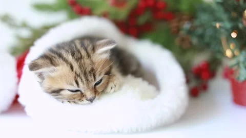 The kitten is sleeping Stock Footage 159282893
