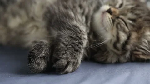 Kitten sleeping Stock Footage 163552830