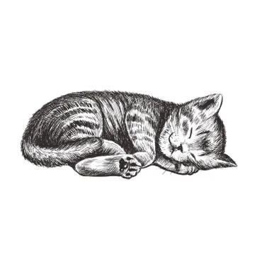 The kitten is sleeping. Stock Illustration