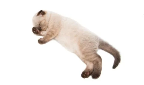 Kitten sleeping isolated Stock Photos