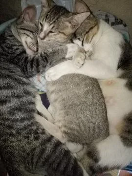 The kitten is sleeping with its mother Stock Photos