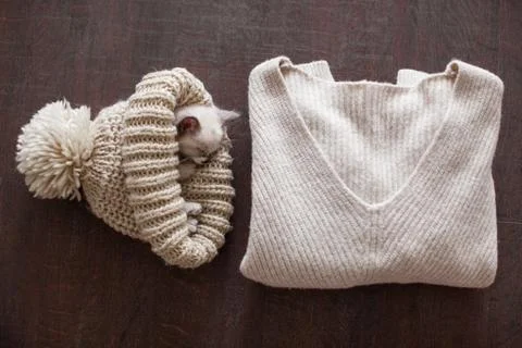 Kitten sleeping in knitted hat Stock Photos