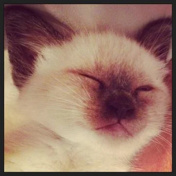 Kitten Sleeping Foto stock