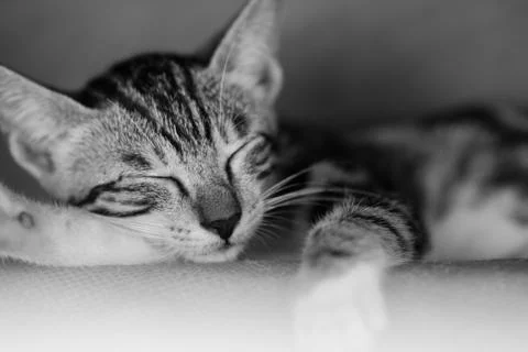 Kitten Sleeping Stock Photos