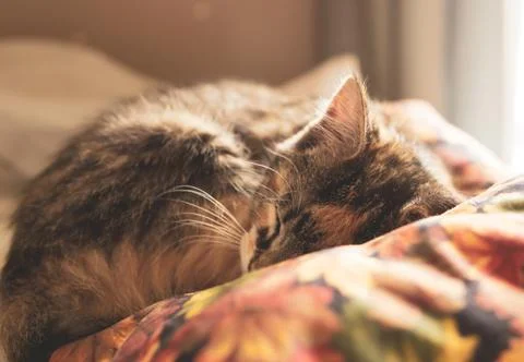 Kitten Sleeping 写真素材