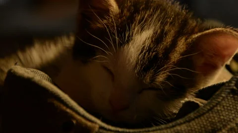 Kitten sleeping in a shoe close-up Stock Footage