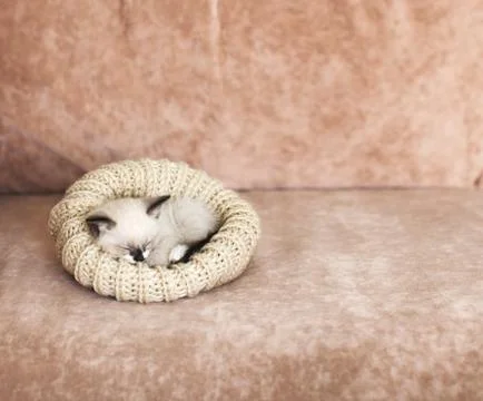 Kitten sleeping on the sofa Stock Photos