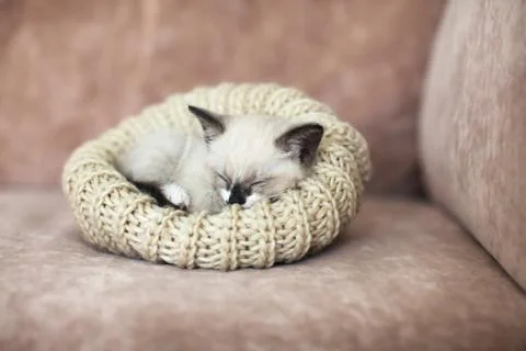 Kitten sleeping on the sofa Stock Photos