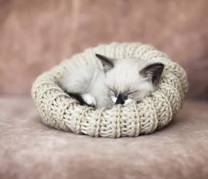 Kitten sleeping on the sofa Stock Photos