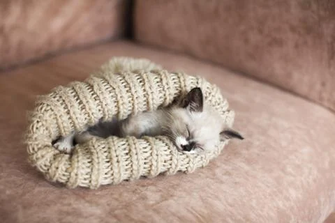 Kitten sleeping on the sofa Stock Photos