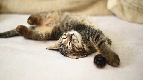 Kitten sleeping on soft bed with paws stretched forward. Stock Footage 334054176