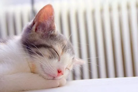 Kitten sleeping in the sun Stock Photos