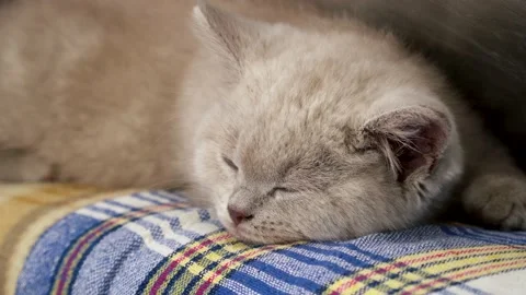 Kitten is sleeping the sweet sleep Stock Footage 138744461
