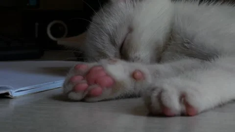 Kitten sleeping on the table. Video stock 142165611