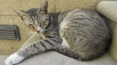 Kitten sleeping very peacefully Video stock 137297542
