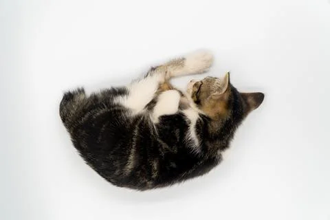 Kitten sleeping on a white background Stock Photos