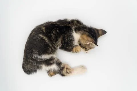 Kitten sleeping on a white background Stock Photos