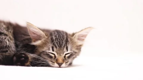 The kitten is sleeping on a white background . Sweet dream of a kitten Stock Footage 209143942