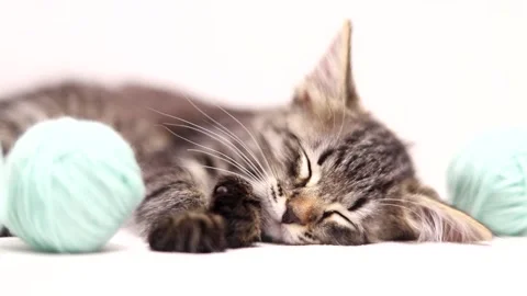 The kitten is sleeping on a white background . Sweet dream of a kitten Video stock 209143985