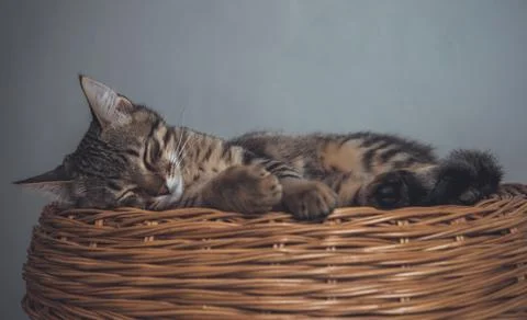 Kitten sleeping on a wicker basket Stock Photos