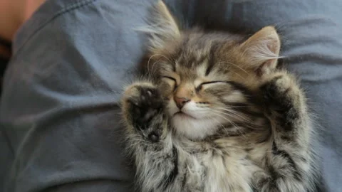 Kitten sleeping on woman's lap 库存影片 99901255