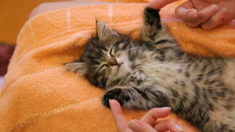 Kitten sleeping on woman's lap Stock Footage 99903437