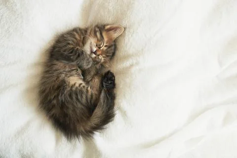 Kitten sleeps on the back like a log Foto stock