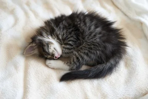Kitten sleeps on the back like a log Stock Photos