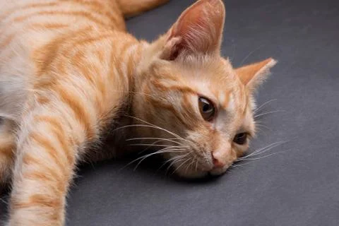 Kitten sleeps on the back, thinking. Horizontal Stock Photos