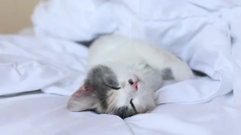 Kitten sleeps on the bed on a blanket Stock Footage 157258989
