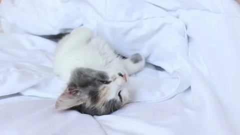 Kitten sleeps on the bed on a blanket Stock Footage 157258994