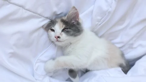 Kitten sleeps on the bed on a blanket Stock Footage 157259003