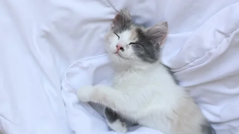 Kitten sleeps on the bed on a blanket Stock Footage 157259005