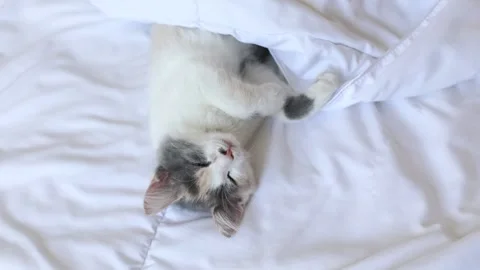 Kitten sleeps on the bed on a blanket Stock Footage 157259006
