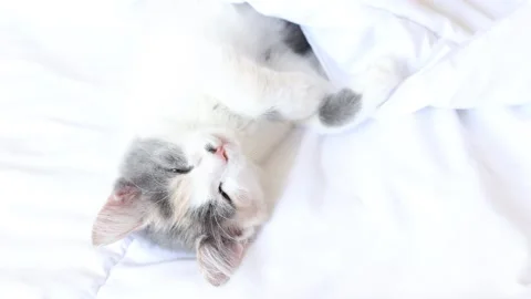 Kitten sleeps on the bed on a blanket Stock Footage 157259010