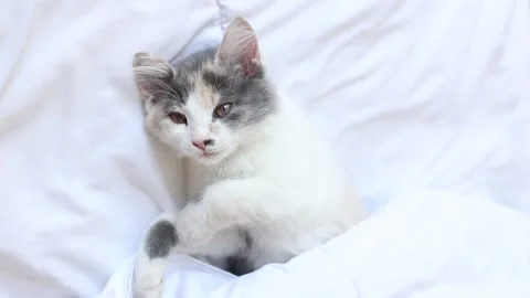 Kitten sleeps on the bed on a blanket Stock Footage 157259014