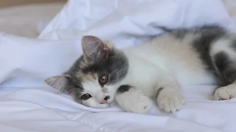 Kitten sleeps on the bed on a blanket Stock Footage 157259017