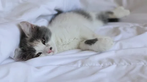 Kitten sleeps on the bed on a blanket Stock Footage 157259021