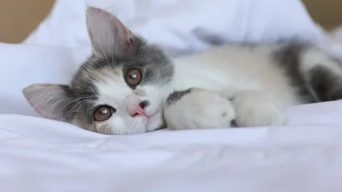 Kitten sleeps on the bed on a blanket Stock Footage 157259024