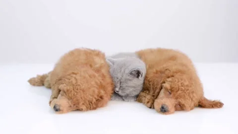 Kitten sleeps between two sleeping puppies on white background Stock Footage 134360336