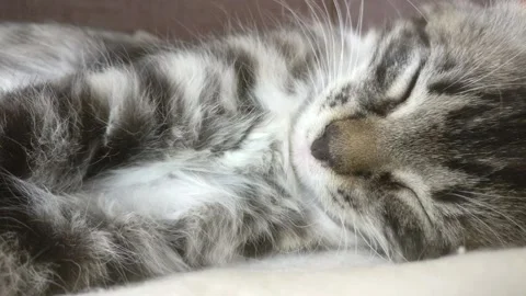 Kitten sleeps on couch Stock Footage 136251495