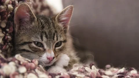 Kitten sleeps on couch Stock Footage 136256274